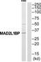 MAD2L1 Binding Protein antibody, TA314938, Origene, Western Blot image 