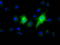 Elf1 antibody, TA501457, Origene, Immunofluorescence image 