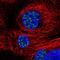Protein SON antibody, NBP2-55411, Novus Biologicals, Immunofluorescence image 