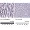 Mucin-13 antibody, NBP1-92147, Novus Biologicals, Immunohistochemistry paraffin image 
