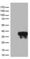Neuron-specific antigen HPC-1 antibody, CF812841, Origene, Western Blot image 
