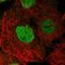Msx2-interacting protein antibody, HPA050257, Atlas Antibodies, Immunofluorescence image 