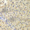 NIMA Related Kinase 8 antibody, A0984, ABclonal Technology, Immunohistochemistry paraffin image 