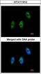 Elongator Acetyltransferase Complex Subunit 3 antibody, LS-B4860, Lifespan Biosciences, Immunofluorescence image 