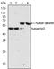 Human Immunoglobulin G antibody, MBS830309, MyBioSource, Western Blot image 