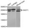CCR4-NOT Transcription Complex Subunit 1 antibody, abx004580, Abbexa, Western Blot image 