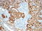 Sclerostin antibody, TA329666, Origene, Immunohistochemistry frozen image 