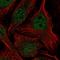 Histone chaperone ASF1B antibody, HPA054036, Atlas Antibodies, Immunofluorescence image 