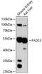 Fatty Acid Desaturase 3 antibody, 19-223, ProSci, Western Blot image 