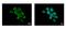 Family With Sequence Similarity 120A antibody, NBP2-16412, Novus Biologicals, Immunofluorescence image 