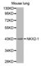 NK2 Homeobox 1 antibody, abx002227, Abbexa, Western Blot image 