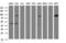 ATR Interacting Protein antibody, LS-C173892, Lifespan Biosciences, Western Blot image 