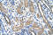Cytochrome P450 Family 2 Subfamily D Member 6 antibody, ARP41675_T100, Aviva Systems Biology, Immunohistochemistry frozen image 