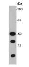 Enolase 2 antibody, orb11170, Biorbyt, Western Blot image 