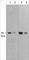 MuRF-1 antibody, MM3161, ECM Biosciences, Western Blot image 