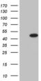 Syntaxin 18 antibody, MA5-27136, Invitrogen Antibodies, Western Blot image 