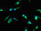 Tumor Protein P53 Inducible Protein 11 antibody, orb47523, Biorbyt, Immunofluorescence image 