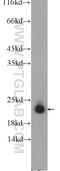 SPANX Family Member B1 antibody, 17072-1-AP, Proteintech Group, Western Blot image 