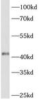 Actin Related Protein 2 antibody, FNab00597, FineTest, Western Blot image 