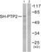 PTPN11 antibody, abx013192, Abbexa, Western Blot image 