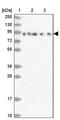 DEAD-Box Helicase 51 antibody, PA5-58817, Invitrogen Antibodies, Western Blot image 