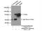 Rho Guanine Nucleotide Exchange Factor 4 antibody, 55213-1-AP, Proteintech Group, Immunoprecipitation image 