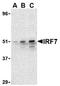 Interferon Regulatory Factor 7 antibody, AP05595PU-S, Origene, Western Blot image 