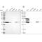 Tumor Protein P53 Inducible Protein 3 antibody, NBP1-87275, Novus Biologicals, Western Blot image 