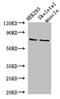 EF-Hand Calcium Binding Domain 7 antibody, LS-C677772, Lifespan Biosciences, Western Blot image 
