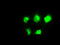 Probable N-acetyltransferase 8 antibody, LS-C784348, Lifespan Biosciences, Immunofluorescence image 