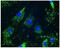 Collagen alpha-2(VI) chain antibody, H00001292-M01, Novus Biologicals, Immunoprecipitation image 