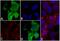 His tag antibody, 37-2900, Invitrogen Antibodies, Immunofluorescence image 