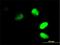 Protein FRG1 antibody, H00002483-M01, Novus Biologicals, Immunocytochemistry image 