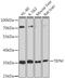 Transcription Elongation Factor, Mitochondrial antibody, GTX64957, GeneTex, Western Blot image 