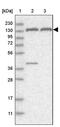 Peroxisome biogenesis factor 1 antibody, PA5-54165, Invitrogen Antibodies, Western Blot image 