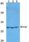 MOB Kinase Activator 2 antibody, A08906, Boster Biological Technology, Western Blot image 