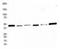 MAS1 Proto-Oncogene, G Protein-Coupled Receptor antibody, TA309741, Origene, Western Blot image 