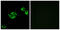 Neuropeptide Y Receptor Y5 antibody, GTX87079, GeneTex, Immunocytochemistry image 