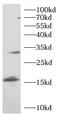 CD354 antibody, FNab10738, FineTest, Western Blot image 