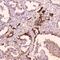Cathepsin E antibody, A04874-1, Boster Biological Technology, Immunohistochemistry frozen image 