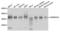 Heterogeneous nuclear ribonucleoprotein A0 antibody, LS-C335628, Lifespan Biosciences, Western Blot image 