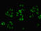 Selenoprotein P antibody, LS-B11778, Lifespan Biosciences, Immunofluorescence image 