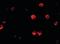 Groucho antibody, orb87283, Biorbyt, Immunofluorescence image 
