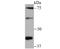 Zyxin antibody, A02365, Boster Biological Technology, Western Blot image 