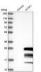 GTSF1 antibody, PA5-58574, Invitrogen Antibodies, Western Blot image 