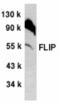 CASP8 And FADD Like Apoptosis Regulator antibody, AHP481, Bio-Rad (formerly AbD Serotec) , Western Blot image 