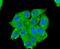 CD13 antibody, NBP2-67696, Novus Biologicals, Immunocytochemistry image 