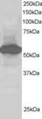 SIL1 Nucleotide Exchange Factor antibody, MBS421280, MyBioSource, Western Blot image 