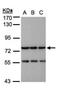 N-Acetyl-Alpha-Glucosaminidase antibody, NBP1-31555, Novus Biologicals, Western Blot image 