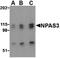 Neuronal PAS Domain Protein 3 antibody, PA5-20364, Invitrogen Antibodies, Western Blot image 